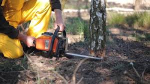 Why Choose Our Tree Removal Services in Port Edwards, WI?